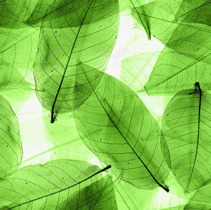 绿色叶脉背景png免抠素材_新图网 https://ixintu.com 叶子 叶脉 图片 绿色叶子 绿色背景 背景图片 背景绿色 透明