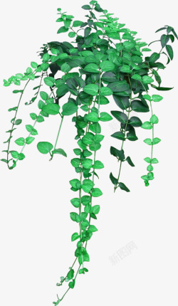 盆栽吊兰矢量图绿叶高清图片