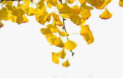 叶抠图秋天银杏树叶抠图高清图片