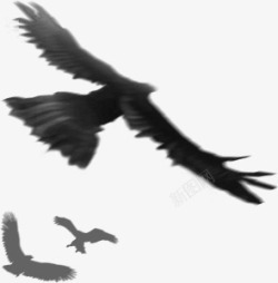 黑色的鹰飞翔的鹰黑色墨迹鹰天空鹰高清图片