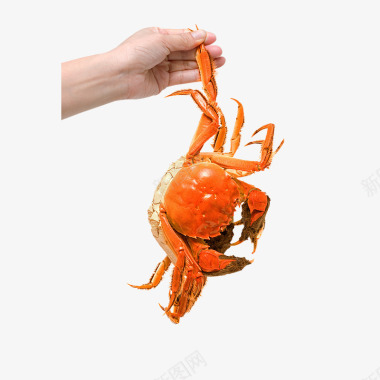 黄色螃蟹食物图标图标