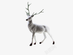 摄影宣传白色冬季中行走的白鹿高清图片