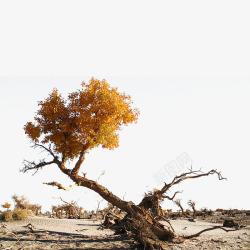 沙漠顽强枯树素材