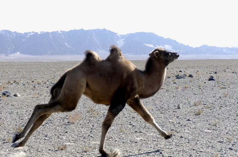 戈壁骆驼png免抠素材_新图网 https://ixintu.com 戈壁 摄影 沙漠之舟 西域 西域风情 远山 野生动物 骆驼