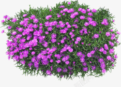 景观植物紫菊花灌木球素材