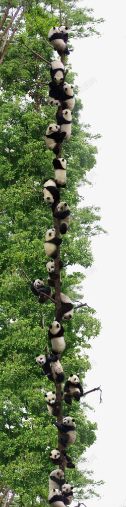 中国国宝熊猫元素高清图片