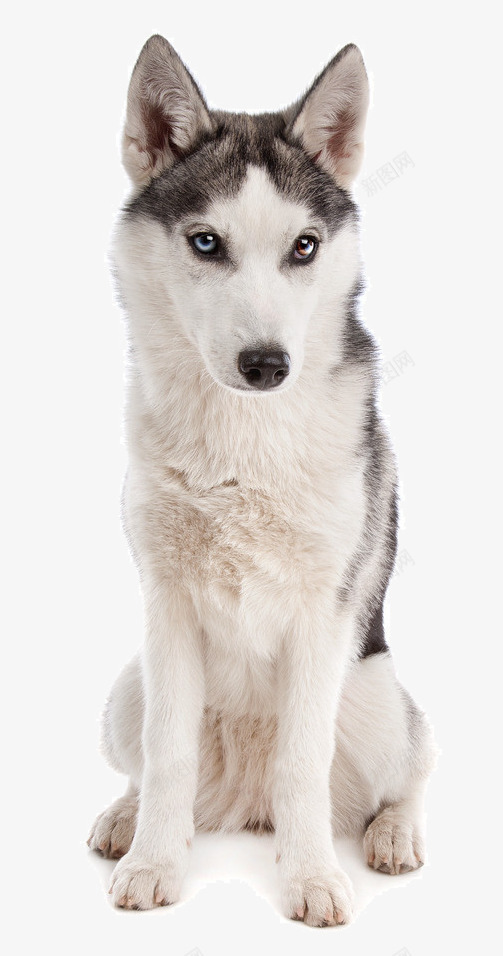 西伯利亚犬png免抠素材_新图网 https://ixintu.com 二哈 哈士奇 哈士奇插画 耐寒 雪橇犬