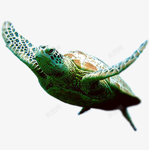 大海海龟png免抠素材_新图网 https://ixintu.com PNG图片 乌龟 免抠 免抠素材 大海 海洋 海龟