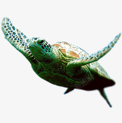 大海海龟素材