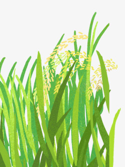 种植水稻插画手绘插图小清新插画小满节气高清图片