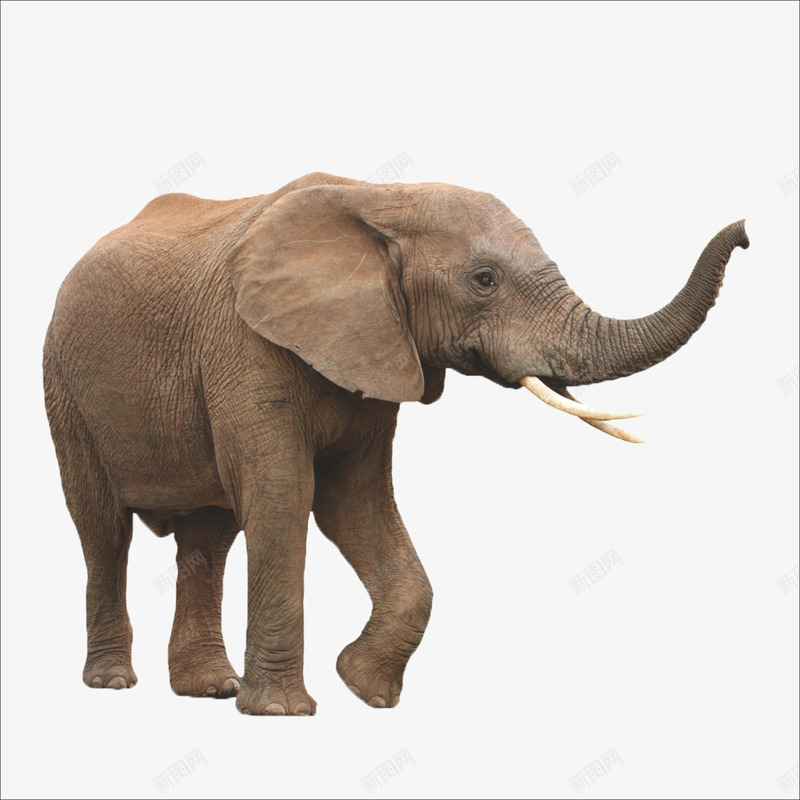 大象png免抠素材_新图网 https://ixintu.com 大象图片 非洲大象