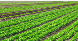 绿色沙拉蔬菜种植菜园高清图片