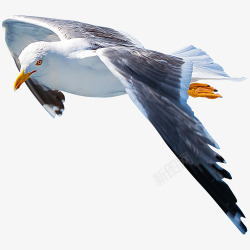 海鸟飞翔海鸥飞翔微距特写高清图片