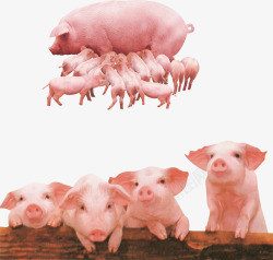 种猪食用猪高清图片