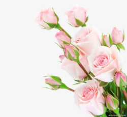 玫瑰花图片粉色花苞玫瑰花绿叶高清图片