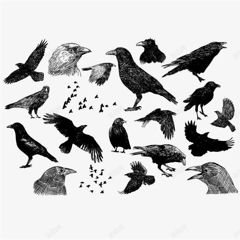 创意手绘鸟类png免抠素材_新图网 https://ixintu.com 乌鸦 动物 手绘 鸟 黑色