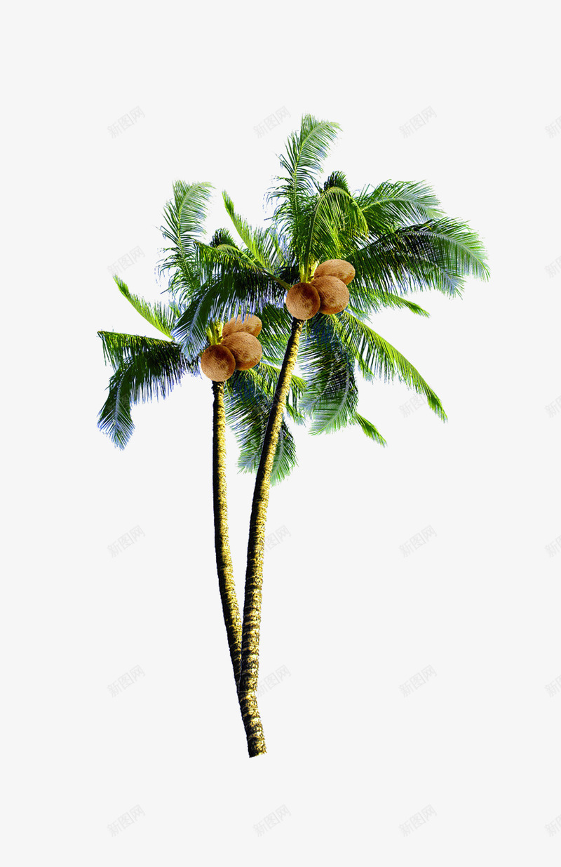 椰子树psd免抠素材_新图网 https://ixintu.com 两棵椰子树 夏季 夏日 植物 绿色 椰子树 棕色 椰子 夏季元素