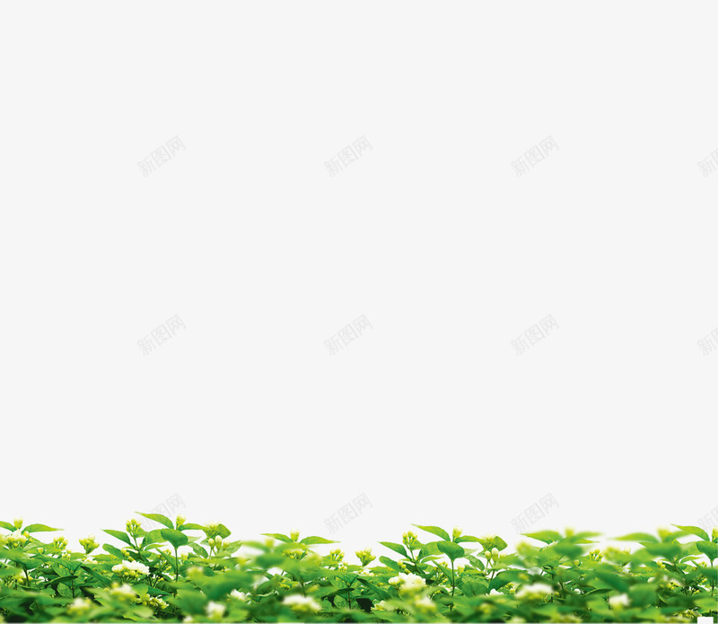 花卉专辑png免抠素材_新图网 https://ixintu.com 叶子 绿色 花 花卉专辑
