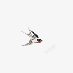 燕子飞翔燕子动物鸟素材