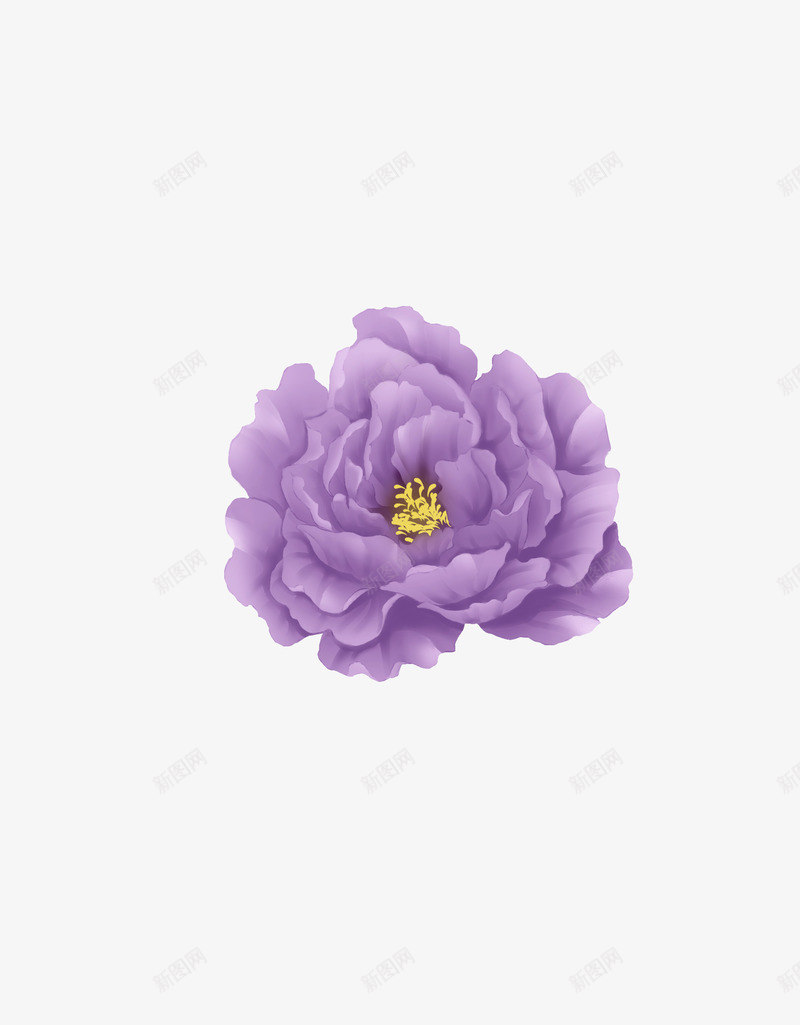 手绘风紫牡丹png免抠素材_新图网 https://ixintu.com 国画 牡丹 紫色 花卉