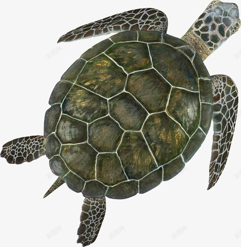 张开四肢的海龟png免抠素材_新图网 https://ixintu.com 国家保护动物 张开四肢的 海洋生物 海龟 绿色背部
