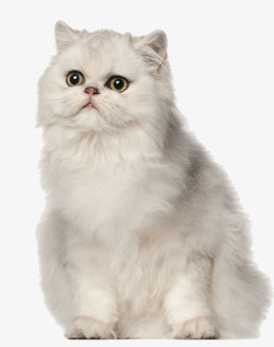 可爱的波斯猫可爱的波斯猫高清图片