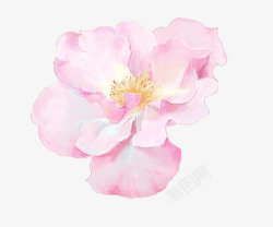 写实花朵素材手绘山茶花高清图片