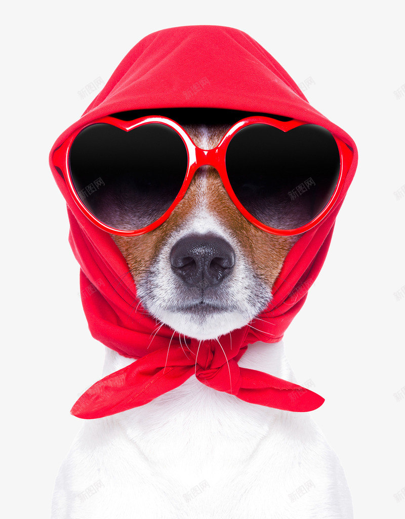 戴着红色头巾的狗狗png免抠素材_新图网 https://ixintu.com 动物素材 宠物狗 潮流狗狗 眼镜 红色头巾