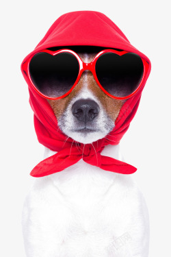 动物潮流戴着红色头巾的狗狗高清图片