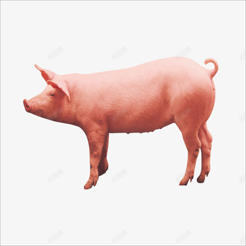 小猪png免抠素材_新图网 https://ixintu.com 一头猪 猪