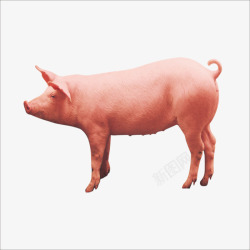 一头猪小猪高清图片