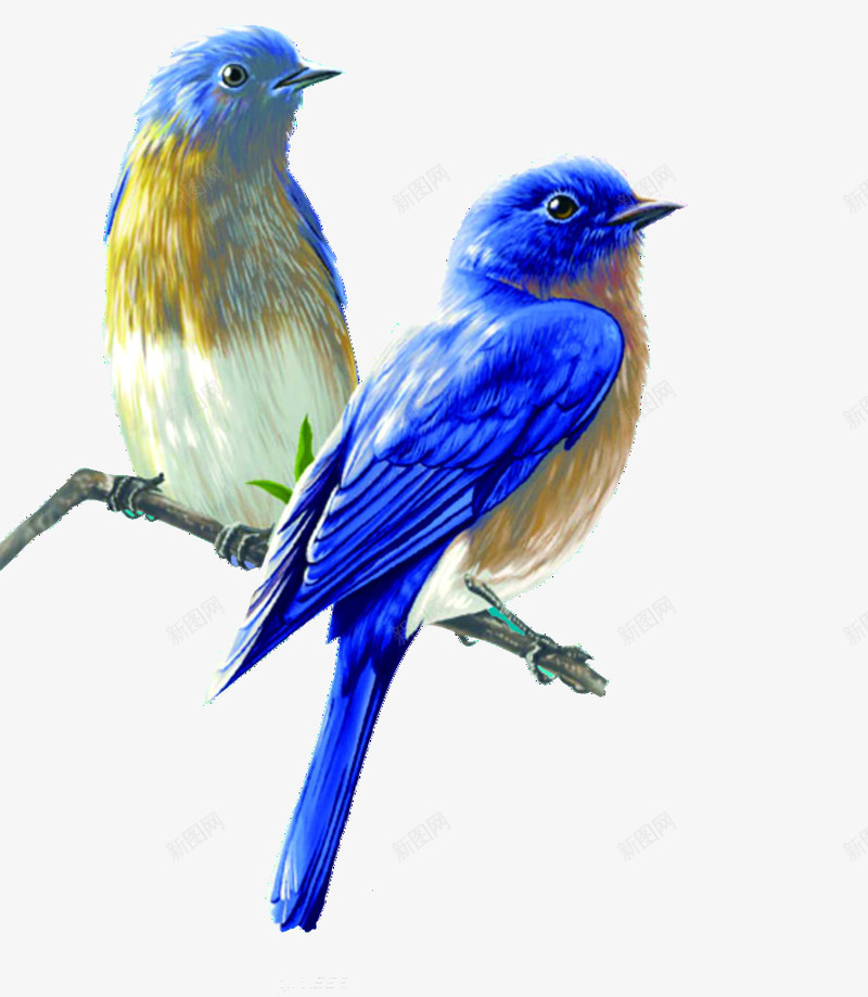 画眉png免抠素材_新图网 https://ixintu.com 画眉 蓝色 鸟 鸟类