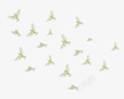 白鸽动物和平飞翔和平鸽高清图片