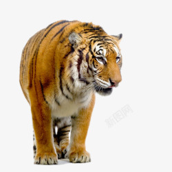 创意老虎的老虎高清图片