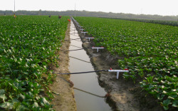 农业灌溉蔬菜种植基地菜园高清图片