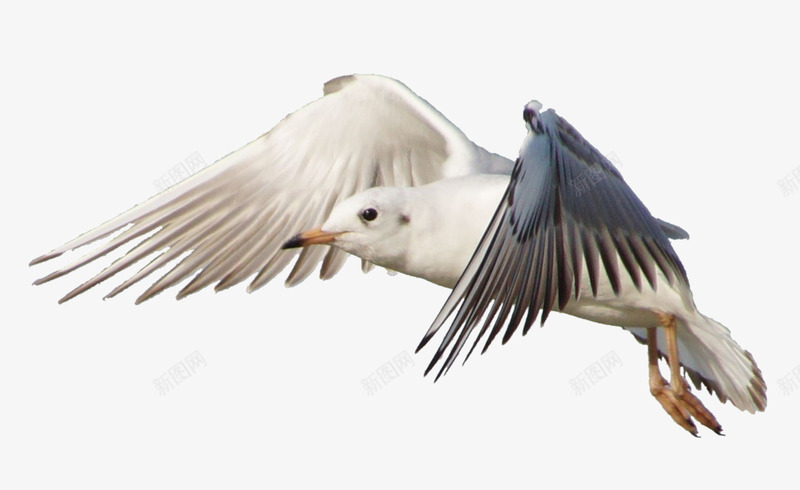 一只海鸥png免抠素材_新图网 https://ixintu.com PNG图片 PNG图片素材 PNG素材 PNG素材免费下载 大海 实物 海鸥 鸟类