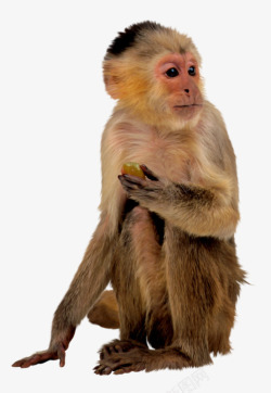 金丝猴猴子高清图片