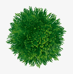 瘦小的海藻植物绿色海底海藻高清图片