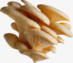 平菇植物菌类蘑菇3高清图片
