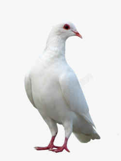 白鸽素材鸽子白鸽好看的鸽子高清图片