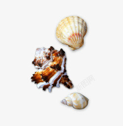 云朵海螺沙滩海贝壳海螺高清图片