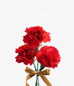 红色康乃馨免抠PNG红色康乃馨花束系带高清图片