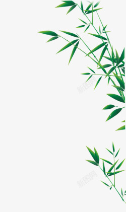 菊绿色竹叶高清图片