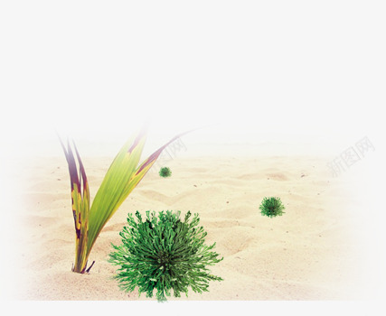 沙漠植物png免抠素材_新图网 https://ixintu.com 仙人球体 叶子 沙子 绿色