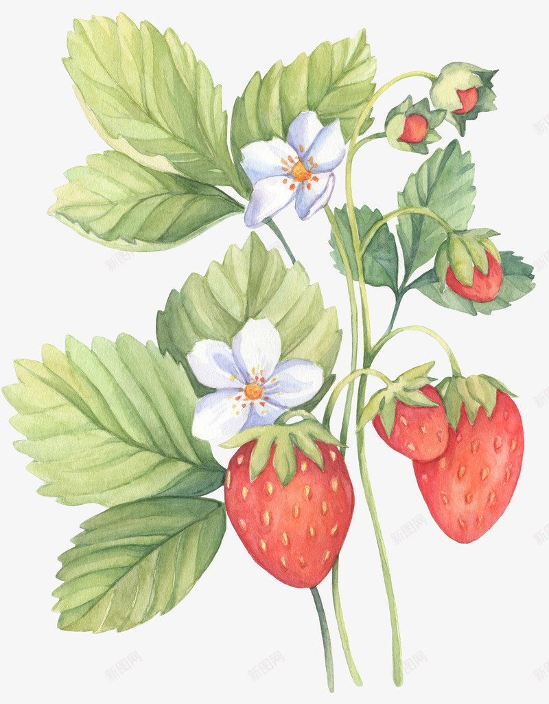 手绘水彩草莓植物png免抠素材_新图网 https://ixintu.com 卡通手绘 叶子 数次爱 植物 水果 粉色 绿叶 花朵 草莓