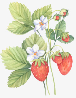 肉粉色叶子手绘水彩草莓植物高清图片
