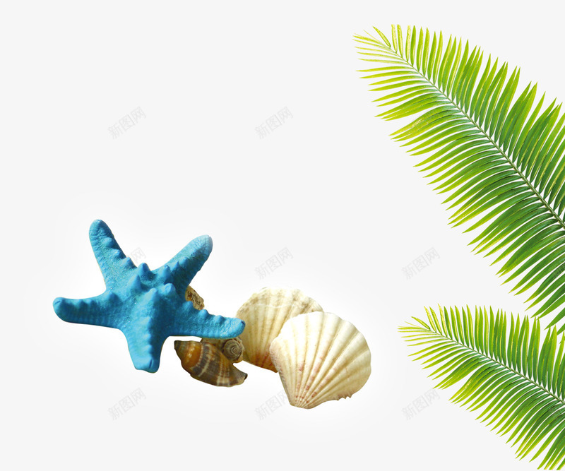海星贝壳psd免抠素材_新图网 https://ixintu.com 夏天 椰子树叶 海星 海洋 装饰