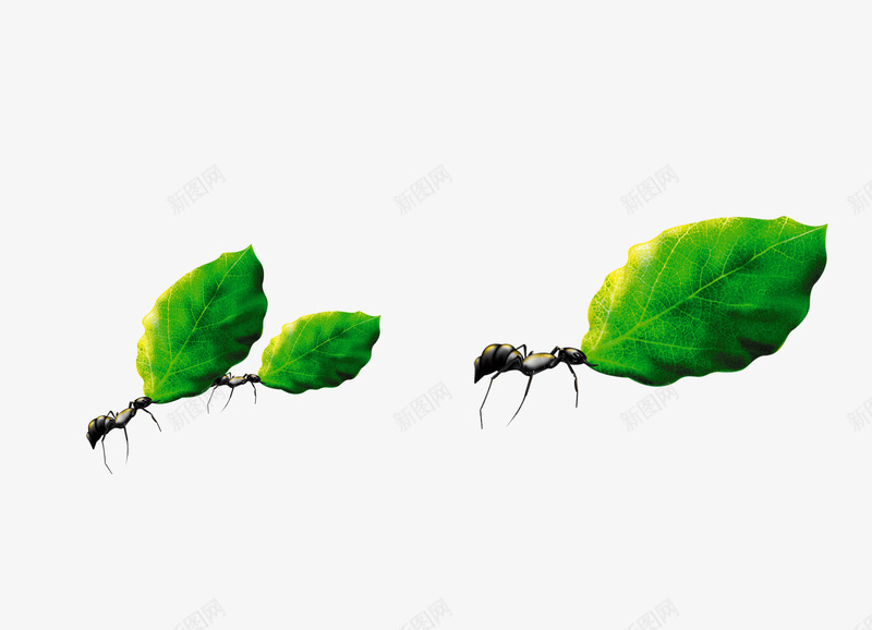 蚂蚁运树叶png免抠素材_新图网 https://ixintu.com 叶子 昆虫 植物 绿色 蚂蚁 运树叶