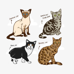 短尾彩绘宠物猫品种高清图片
