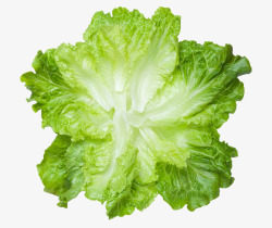 生菜叶新鲜绿色生菜叶高清图片